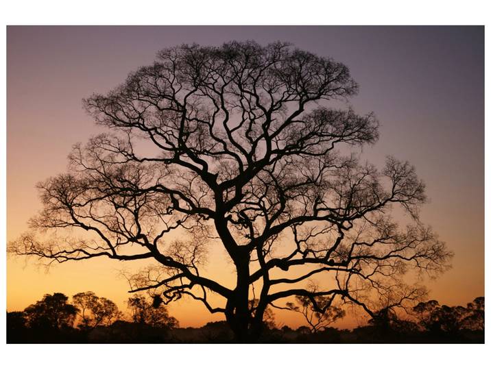 Alubild Gigantischer Baum im Sonnenuntergang image LAND