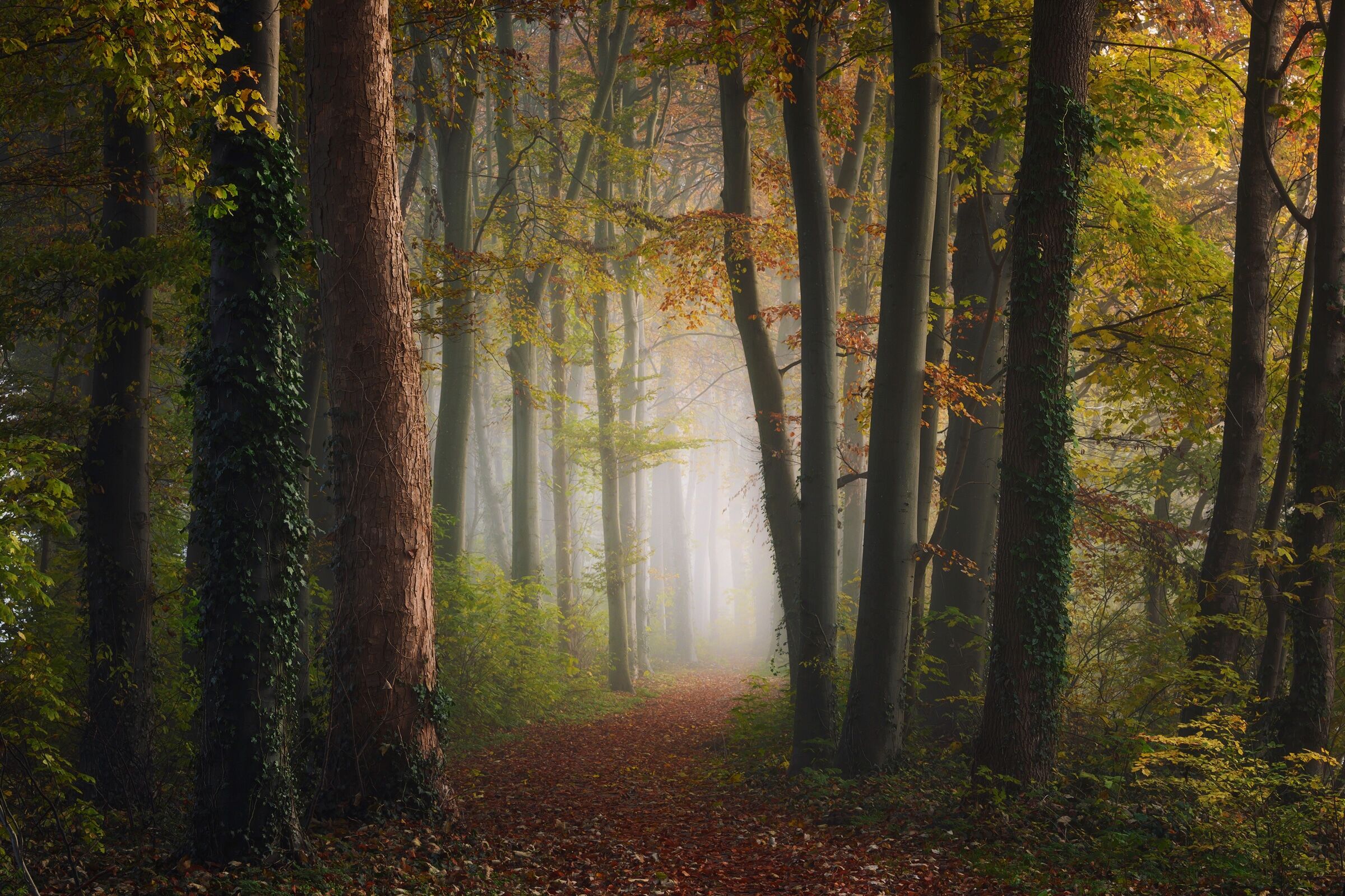 Fototapete PAPERMOON "Photo-Art YE, BUNTE WALD DES HERBSTES", bunt, B:5m L:2,8m, Vlies, Tapeten, Fototapete bunt B/L: 5m x 2,8m, Bahnen: 10 Stk.
