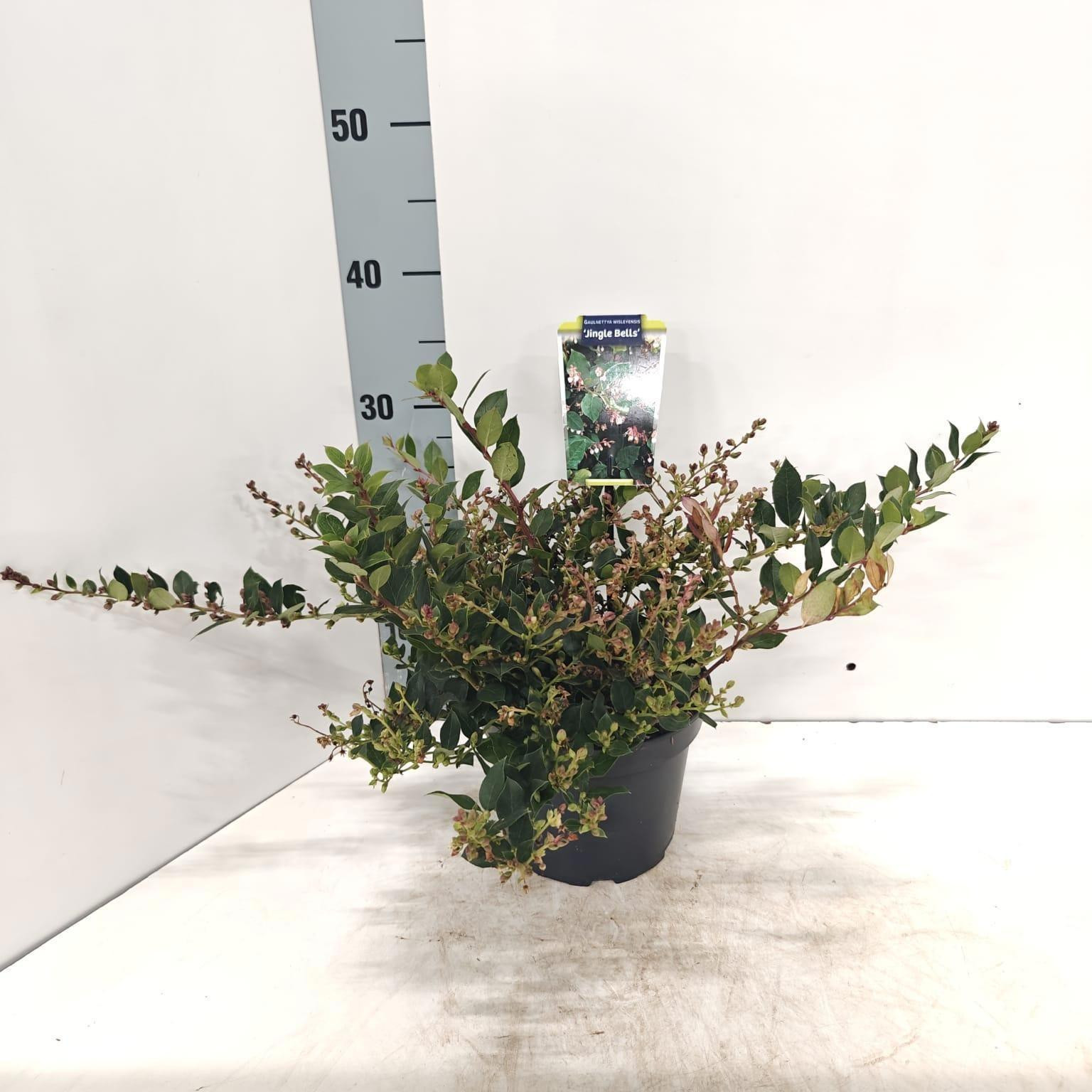 Gaultheria procumbens Jingle Bells Winterkers in pot