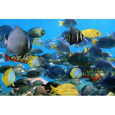 Papermoon "Fische"