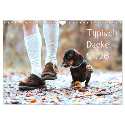Typisch Dackel 2026 (Wandkalender 2026 DIN A4 quer), CALVENDO Monatskalender