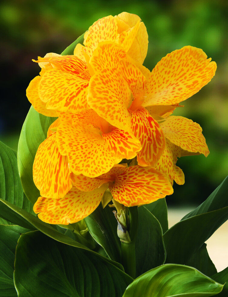 Pflanzen Indisches Blumenrohr Canna in Sorten Farben Mix H 40 cm 5 L Container
