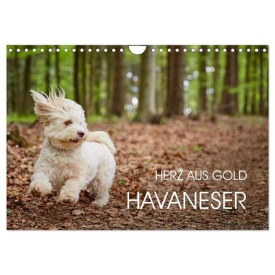 Havaneser - Herz aus Gold (Wandkalender 2027 DIN A4 quer), CALVENDO Monatskalender