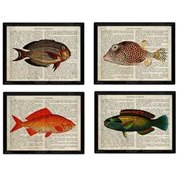 POSTER Set mit 4 Enzyklopädie mit Fische in verschiedenen Farben A4 Schwarzer Rahmen