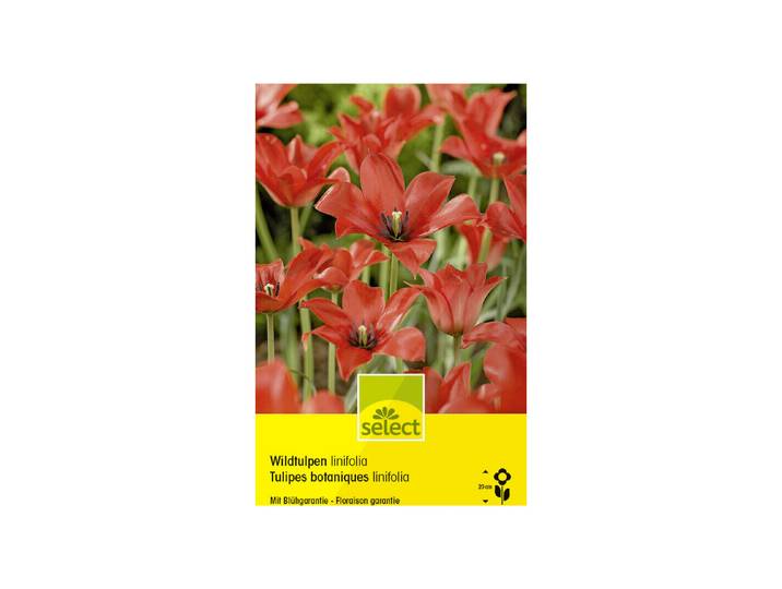 Select Blumenzwiebel Wildtulpe Linifolia 12 Stück