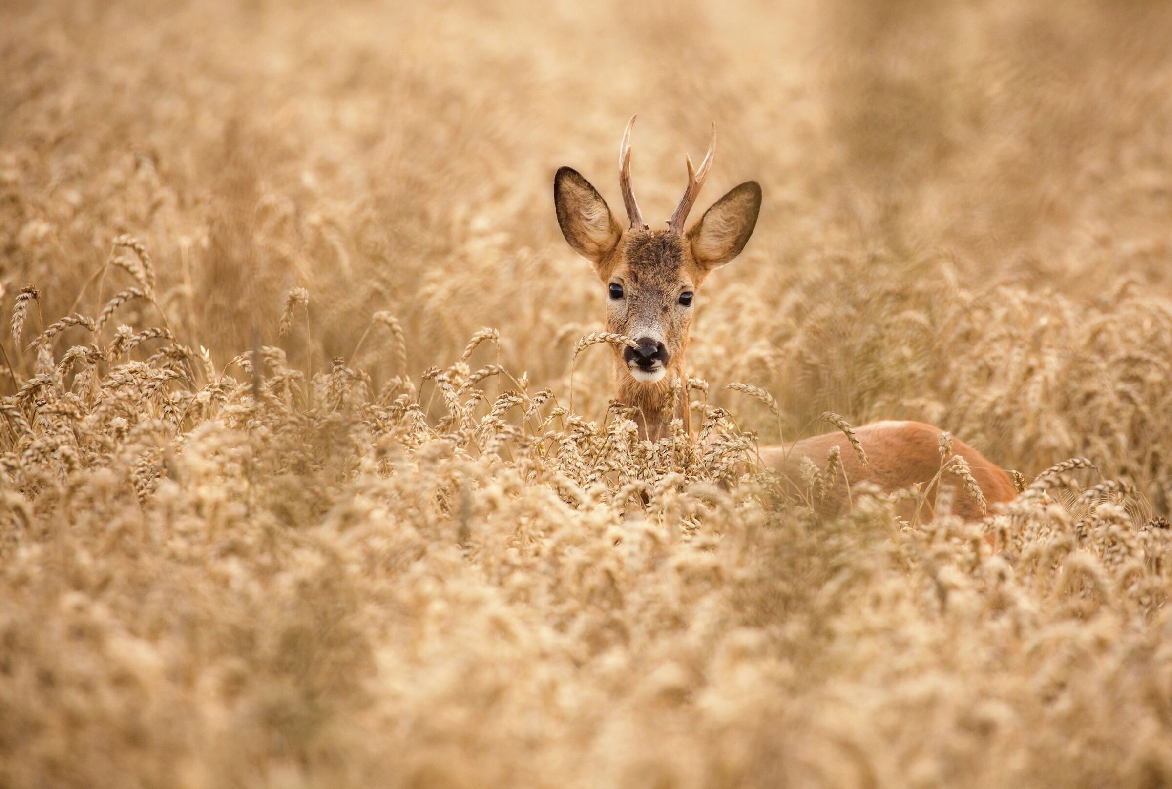 Fototapete PAPERMOON "Photo-Art ALLAN WALLBERG, HIRSCH IM FELD", bunt, B:2,5m L:1,86m, Vlies, Tapeten, Fototapete