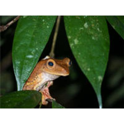 CALVENDO Puzzle Frosch 1000 Teile Puzzle quer | 1000 Teile Lege-Größe 64 × 48 cm Foto-Puzzle für glückliche Stunden