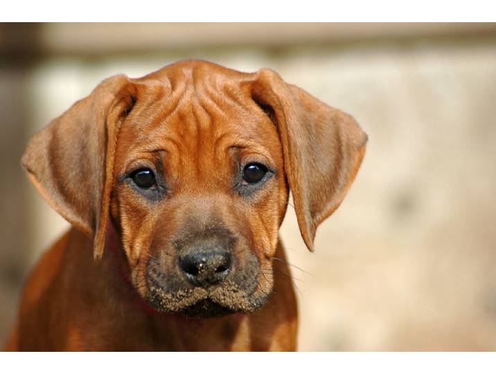 Fototapete PAPERMOON Rhodesian Ridgeback Welpe , bunt, B:5m L:2,8m, Vlies, Tapeten, Fototapete