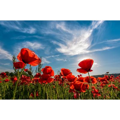 Fototapete PAPERMOON "Poppy Flowers Field", bunt, B:5m L:2,8m, Vlies, Tapeten
