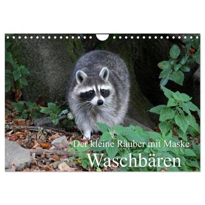 Der kleine Räuber mit Maske - Waschbären (Wandkalender 2027 DIN A4 quer), CALVENDO Monatskalender