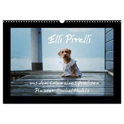 Elli Pirelli... aus dem Leben eines fröhlichen Pinscher-Dackel-Mädels (Wandkalender 2026 DIN A3 quer), CALVENDO Monatskalender