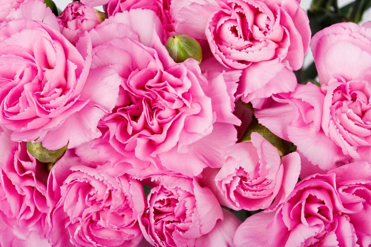 Papermoon "Rosen rosa" bunt B/L: 4,5m x 2,8m, Bahnen: 9 Stk.