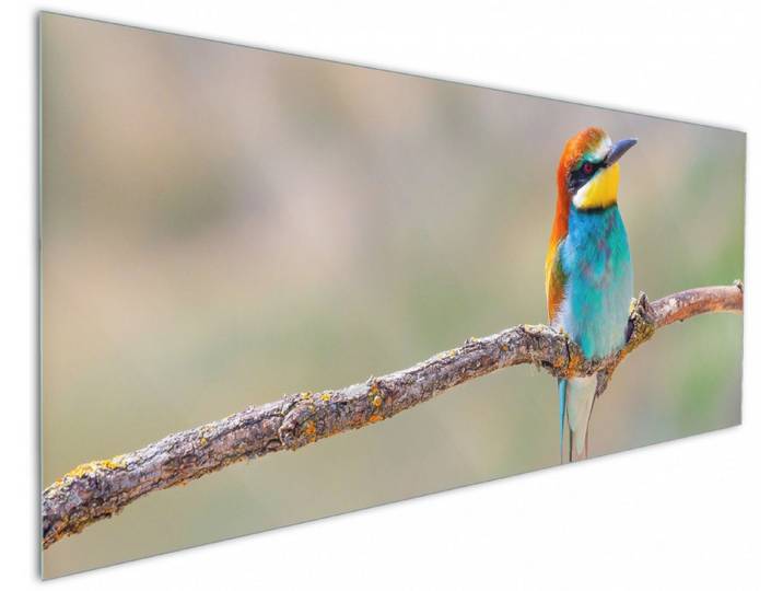 Wallario Küchenrückwand Vogel auf Ast, (1-tlg)