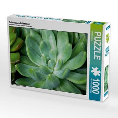 CALVENDO Puzzle Echeveria scheideckeri | 1000 Teile Lege-Größe 64x48cm Foto-Puzzle für glückliche Stunden