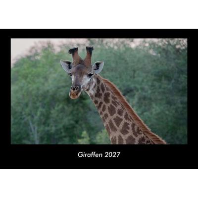 Giraffen 2027 Fotokalender DIN A3