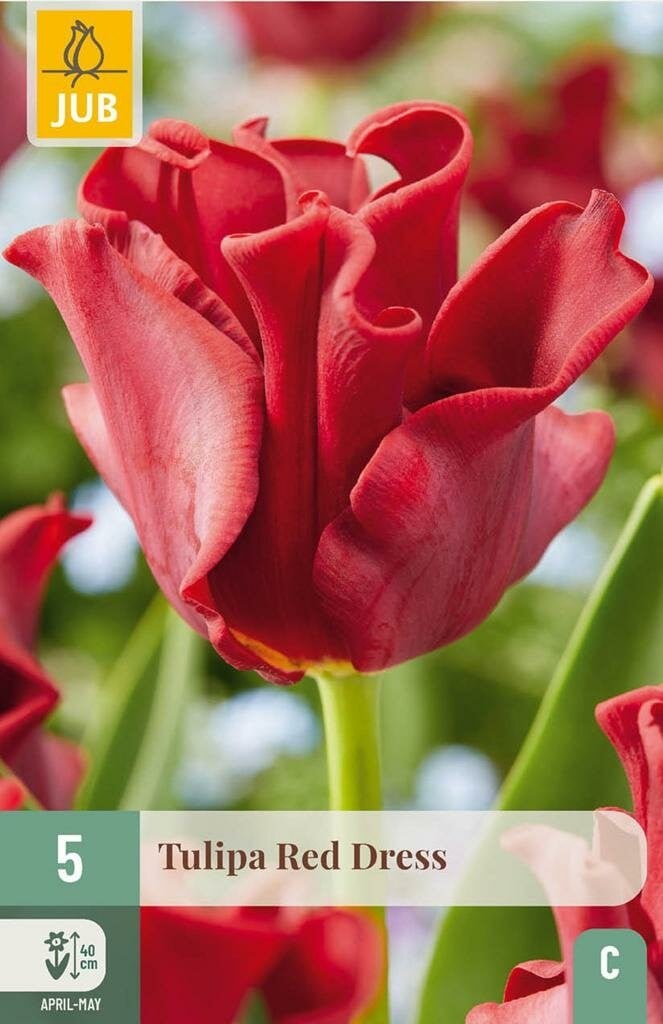 JUB Tulipa Red Dress Tulp 5 bollen