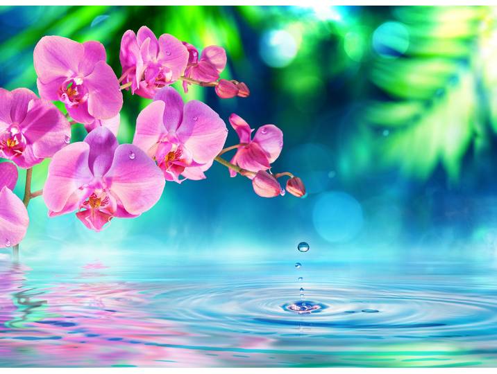 Fototapete PAPERMOON Zen Orchid and Droplets , bunt, B:5m L:2,8m, Vlies, Tapeten, Fototapete