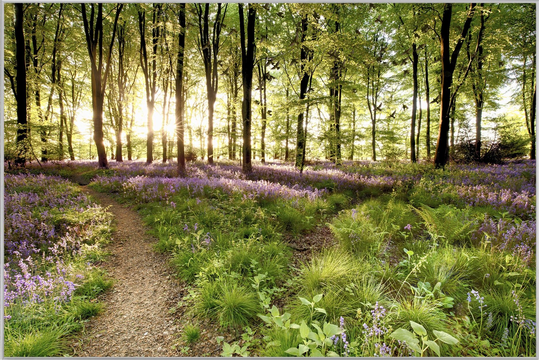 image LAND Waldweg
