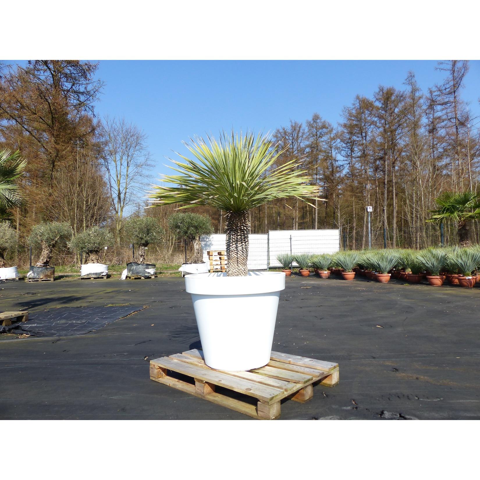 Yucca Rostrata 170 cm Stamm 55 cm im Pflanzkübel Ø80 cm Weiß winterhart