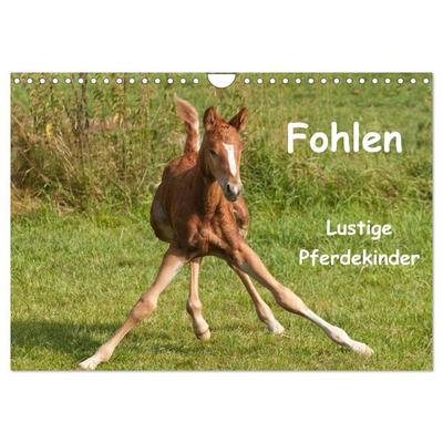 Fohlen - Lustige Pferdekinder (Wandkalender 2026 DIN A4 quer), CALVENDO Monatskalender