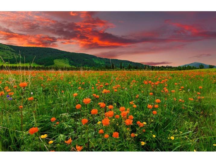 Fototapete PAPERMOON BLUMEN-WIESE-GEBIRGE NATUR GRÜN SONNE BERG HIMMEL FELD , bunt, B:1,5m L:1,11m, Vlies, Tapeten, Fototapete