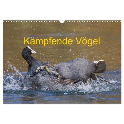 Kämpfende Vögel (Wandkalender 2027 DIN A3 quer), CALVENDO Monatskalender