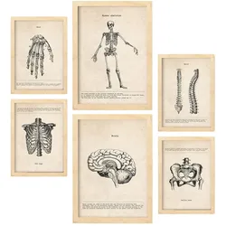 POSTER Set Mit 6 Skelett Medizinische Illustrationen Im Vintage Stil Von Anatomie, Körperteilen, Knochen Und Muskeln A3 & A4 Rahmen Aus Hellem Holz