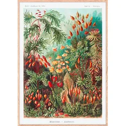 Bild Image ca. 50x70cm