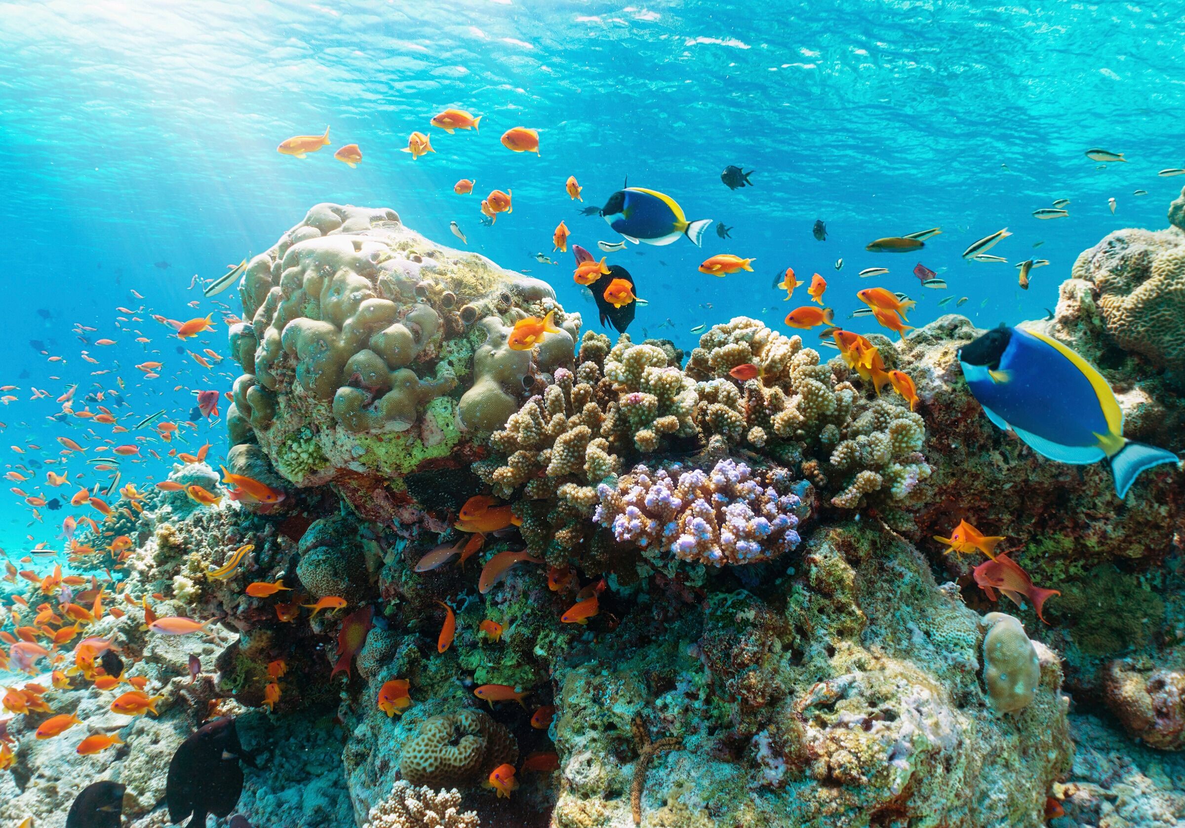 Fototapete PAPERMOON "UNTERWASSER-WELT-GOURAMI FISCHE KORALLE SEE MEER TIERE", bunt, B:2,5m L:1,86m, Vlies, Tapeten