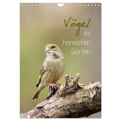 Vögel im heimischen Garten (Wandkalender 2027 DIN A4 hoch), CALVENDO Monatskalender