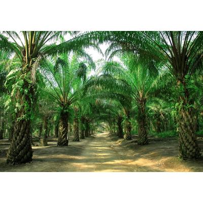 Fototapete PAPERMOON "PALMEN ALLEE-BAUM DSCHUNGEL SONNE WEG PFLANZE PLANTAGE", bunt, B:4,5m L:2,8m, Vlies, Tapeten