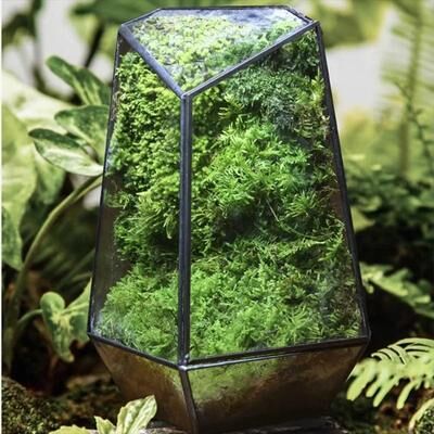 Uplift Essentials Quartz Shape Micro Landscape Glass Terrarium Quartz Shape Micro Landscape Glass Terrarium