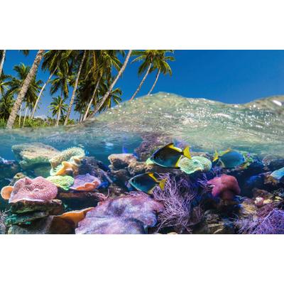 Fototapete PAPERMOON "UNTERWASSER-WELT-FISCHE KORALLE SEE MEER PALMEN DÜNEN", bunt, B:5m L:2,8m, Vlies, Tapeten