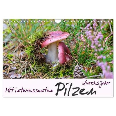 Mit interessanten Pilzen durchs Jahr (Wandkalender 2027 DIN A4 quer), CALVENDO Monatskalender