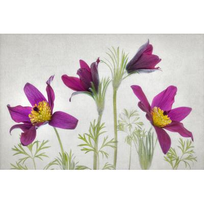 Fototapete PAPERMOON "Photo-Art MANDY DISHER, PULSATILLA", bunt, B:3,5m L:2,6m, Vlies, Tapeten