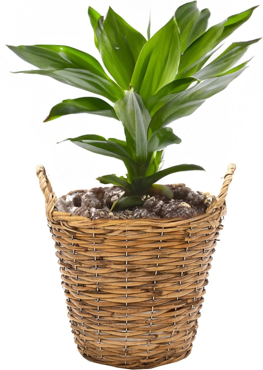 Mega Collections Plantenmand Cuba - Rotan - Lichtbruin - D19 x H16 cm - Plantenpot voor buiten