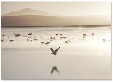Uplift Picks Nordic Beach Canvas Wall Art Minimalist Shell Flower Prints Decor 01 20x30 Cm