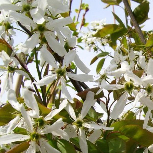 Arborix Amelanchier Ballerina Felsenbirne in pot, 60-80 cm