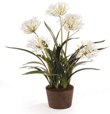 Porch & Petal "Agapanthus Drop-In 29"""