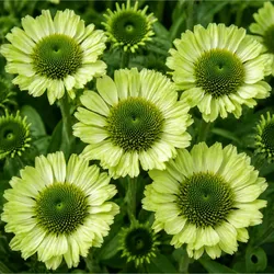 Purpur-Sonnenhut – Echinacea purpurea 'Green Jewel'