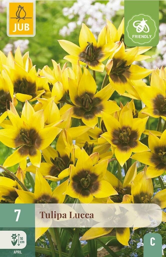 Jub Tulp Lucca 7 bollen