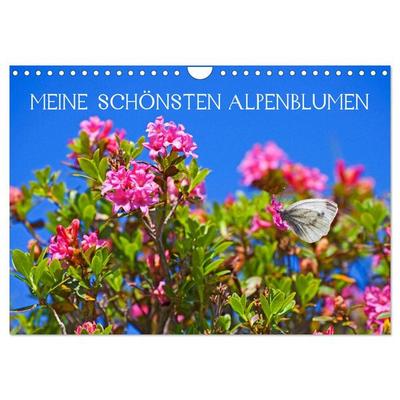 Meine schönsten Alpenblumen (Wandkalender 2026 DIN A4 quer), CALVENDO Monatskalender