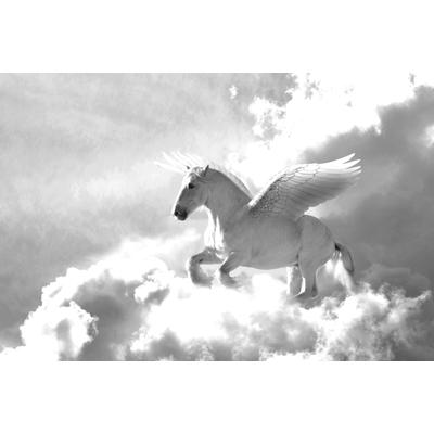 Papermoon "Pegasus Schwarz & Weiß"