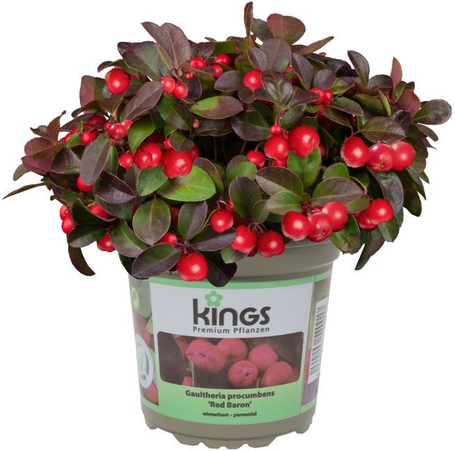 Pflanzen Scheinbeere XL 1 L Container