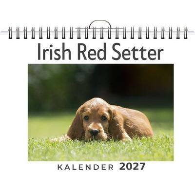 Irish Red Setter