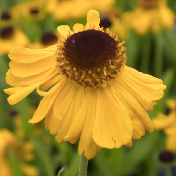 6 x Helenium bigelovii The Bishop Sonnenbraut in pot van 9x9 cm