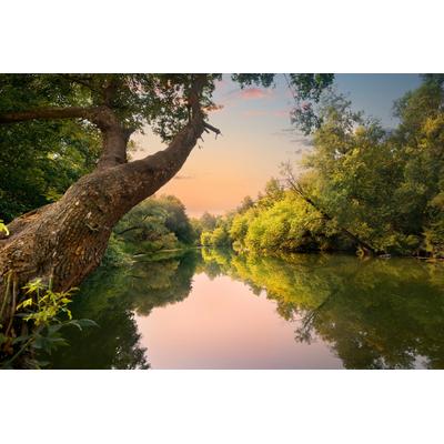 Fototapete PAPERMOON "FLUSS IM WALD-BAUM WIESE WALD SONNE WEG PFLANZE FARNE", bunt, B:2,5m L:1,86m, Vlies, Tapeten