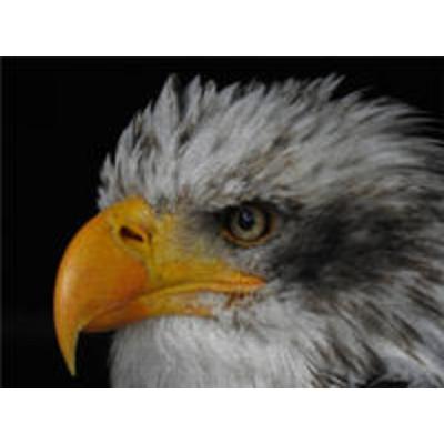 CALVENDO Puzzle Seeadler 1000 Teile Lege-Größe 640 x 480 cm Foto-Puzzle Bild von Dagmar Kolatschke