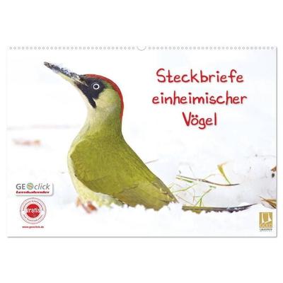 Steckbriefe einheimischer Vögel (Wandkalender 2026 DIN A2 quer), CALVENDO Monatskalender
