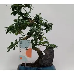 KEYZERS® Bonsai Zierpflanze Rarität 1 Pflanze